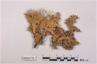 藏品(地衣)的圖片